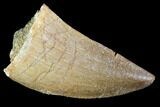Mosasaur (Prognathodon) Tooth - Morocco #101075-1